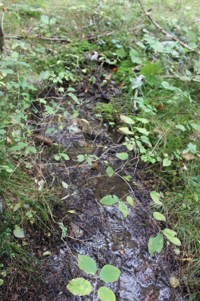 Prameň pri prameni Jachym, Lisková 04