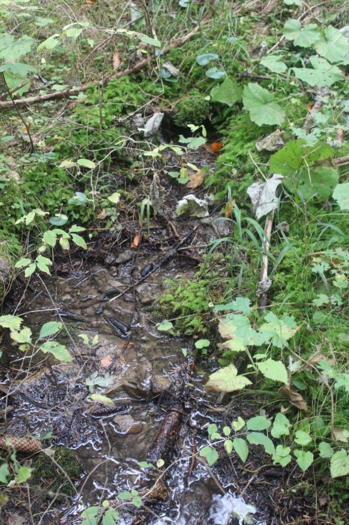 Prameň pri prameni Jachym, Lisková 05