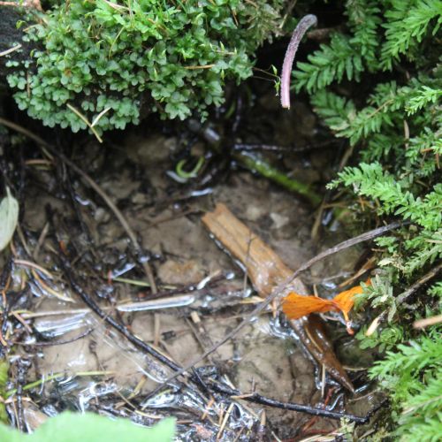 Spring by spring Jachym, Lisková