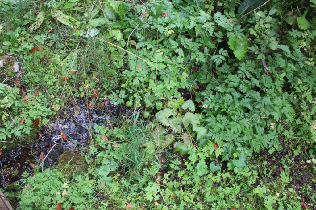 Prameň pri studničke Šimúnovo, Ružomberok 02