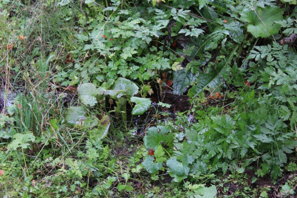 Prameň pri studničke Šimúnovo, Ružomberok 04