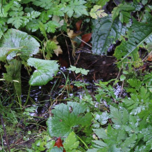 Spring by the Šimúnovo Well, Ružomberok
