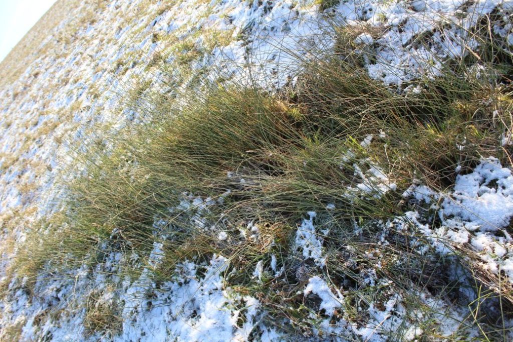 Prameň pri vleku, Kalameny 01