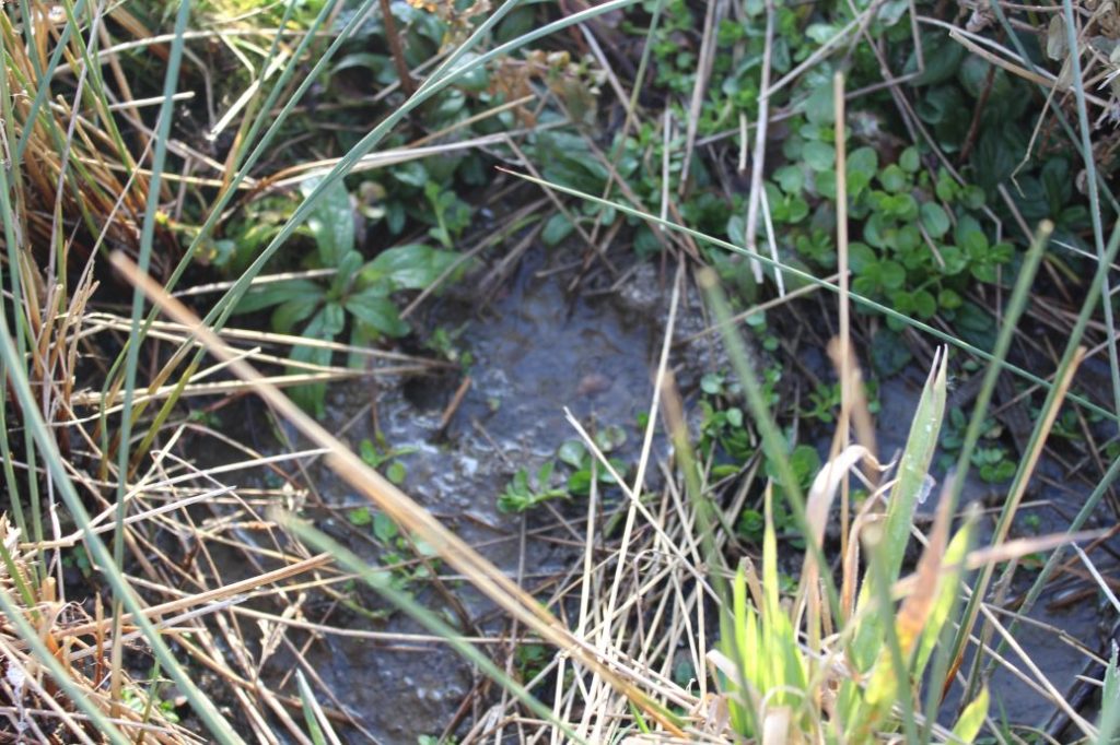 Prameň pri vleku, Kalameny 02