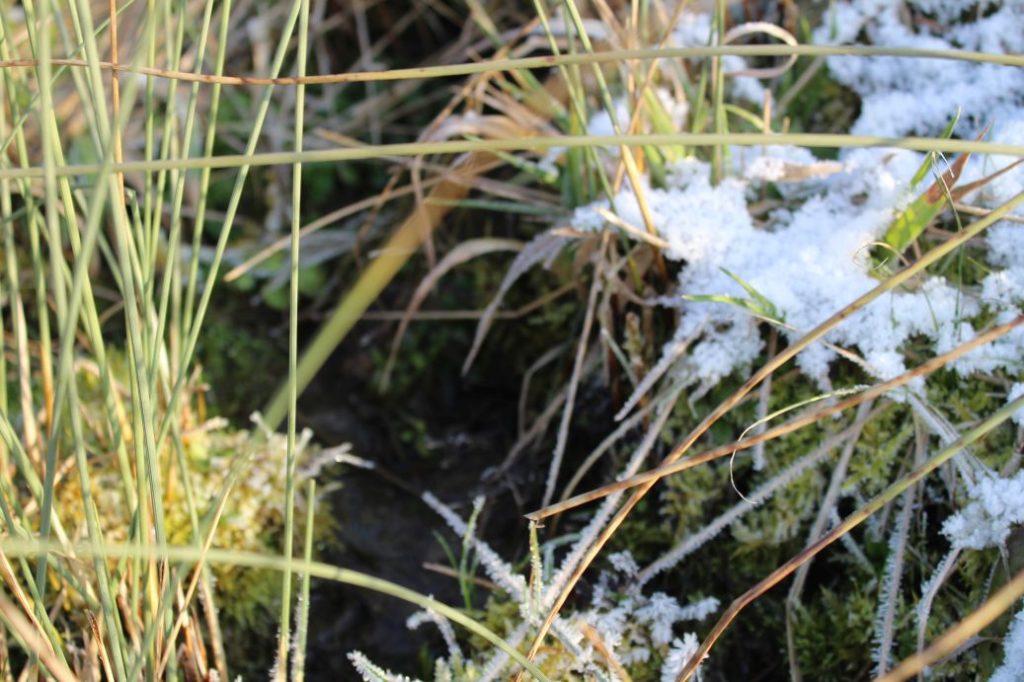 Prameň pri vleku, Kalameny 03