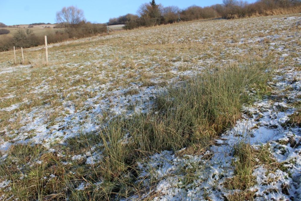 Prameň pri vleku, Kalameny 04