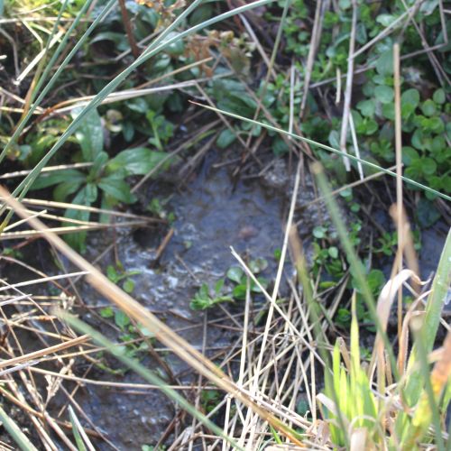 Spring by the ski tow, Kalameny