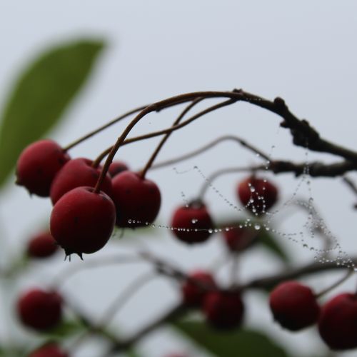 Príroda lieči: Za hlohom pod Predný Choč