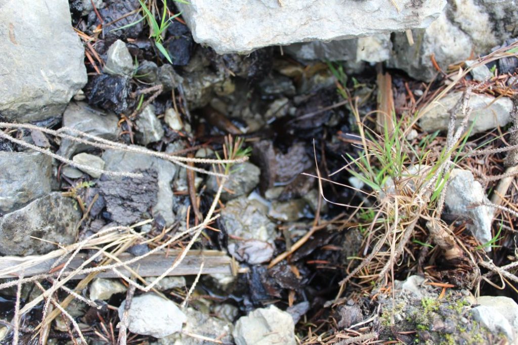 Prameň Sliačanky 2, Liptovské Sliače - Stredný 01