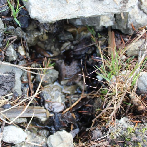 Spring Sliačanky 2, Liptovské Sliače – Stredný