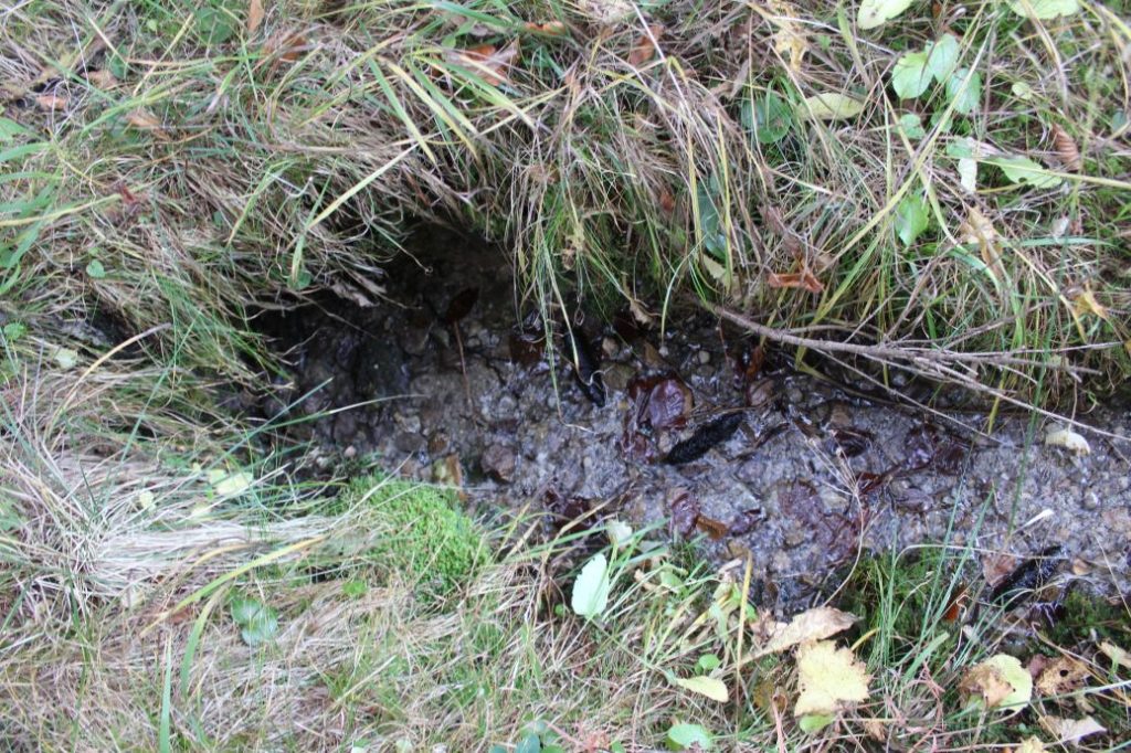 Prameň nad farmou Kramariská, Likavka 01 Prameň nad farmou Kramariská, Likavka 01