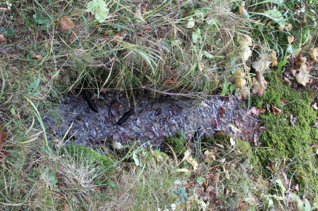 Prameň nad farmou Kramariská, Likavka 03 Prameň nad farmou Kramariská, Likavka 03