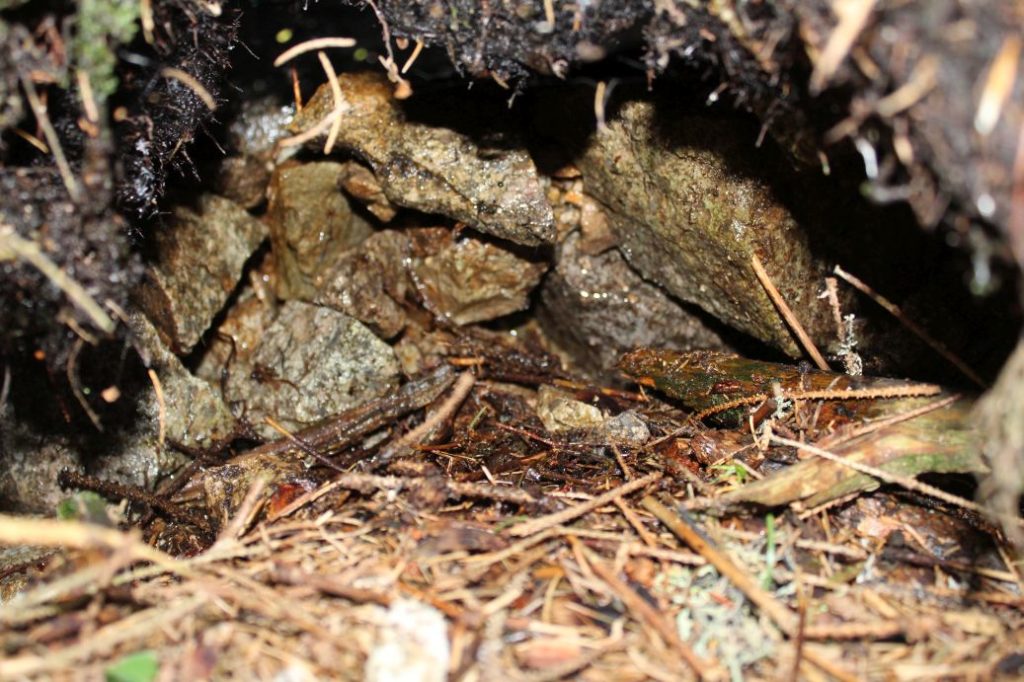 Prameň pod Poslednou vodou, Liptovská Lúžna 01 Prameň pod Poslednou vodou, Liptovská Lúžna 01