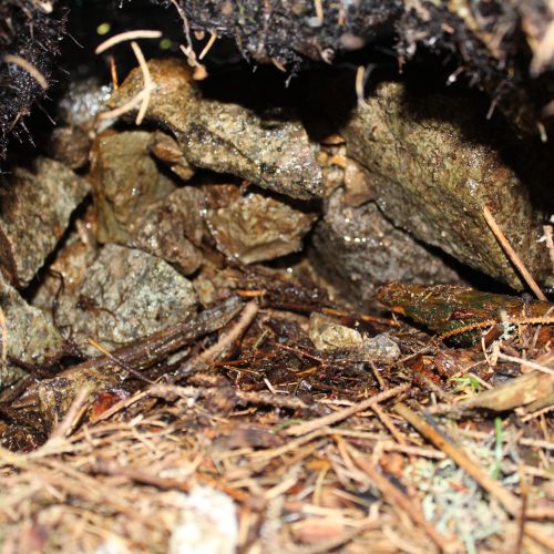 Spring below Posledná Voda, Liptovská Lúžna