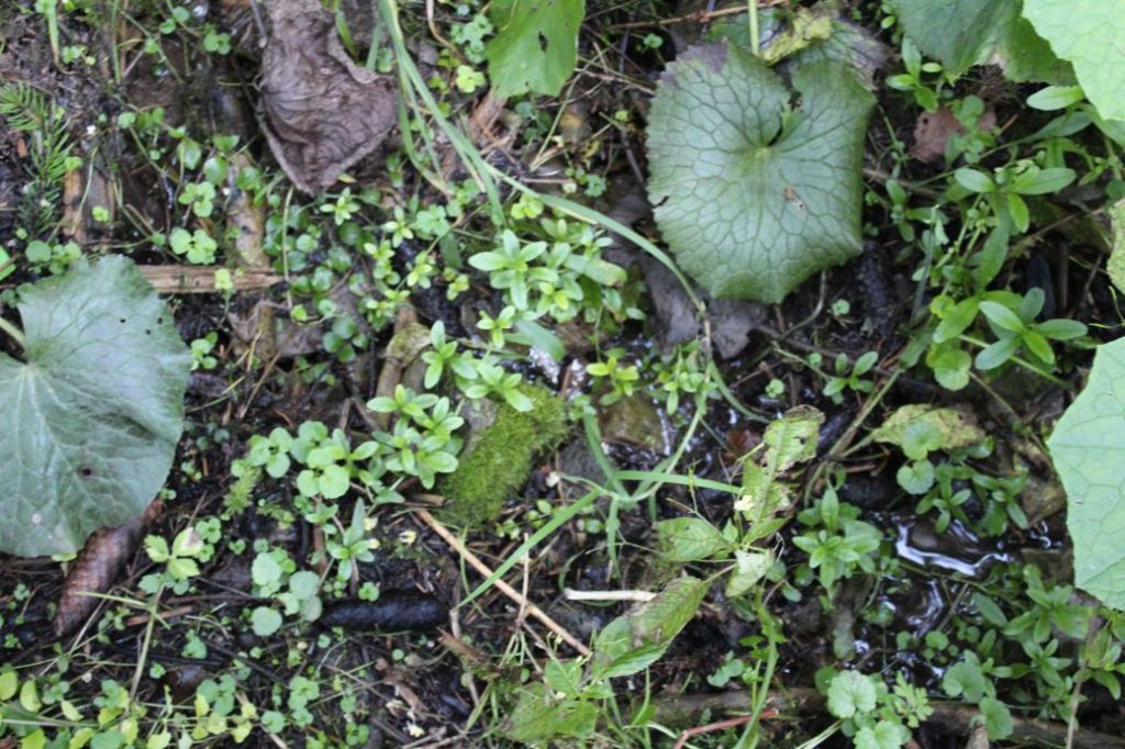 Prameň pod chatou Kiki, Ružomberok - Hrabovo 01 Prameň pod chatou Kiki, Ružomberok - Hrabovo 01