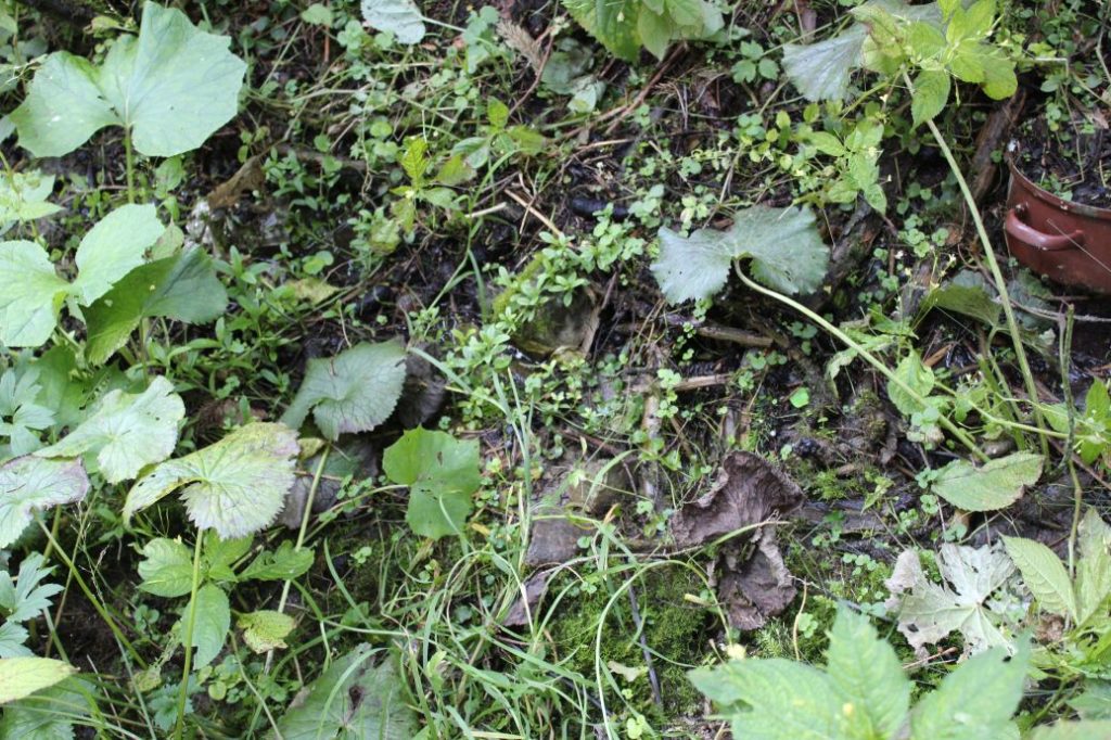 Prameň pod chatou Kiki, Ružomberok - Hrabovo 02 Prameň pod chatou Kiki, Ružomberok - Hrabovo 02