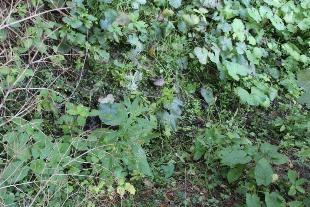 Prameň pod chatou Kiki, Ružomberok - Hrabovo 03 Prameň pod chatou Kiki, Ružomberok - Hrabovo 03