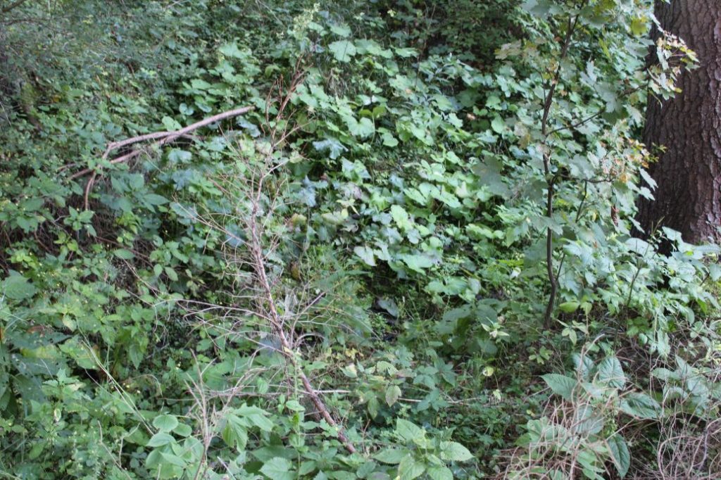 Prameň pod chatou Kiki, Ružomberok - Hrabovo 04 Prameň pod chatou Kiki, Ružomberok - Hrabovo 04