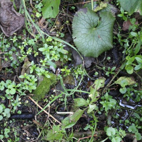 Spring below cabin Kiki, Ružomberok – Hrabovo