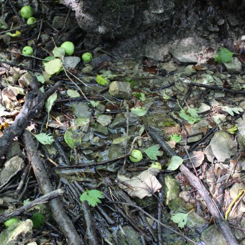 Spring in Príkro, Ružomberok – Vlkolínec