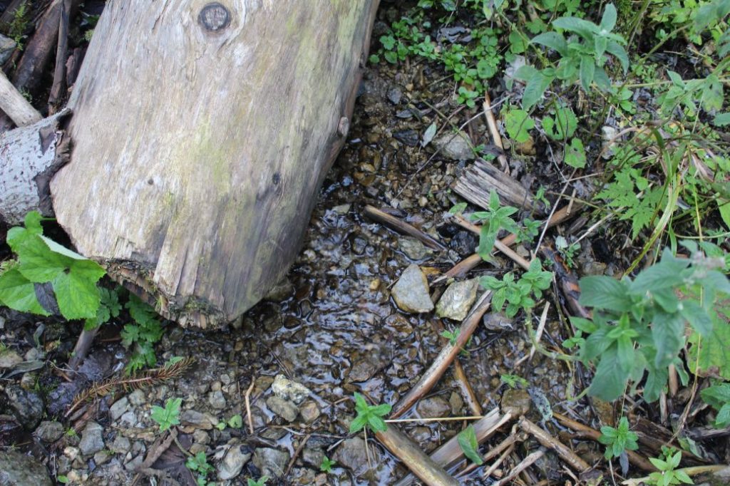 Prameň v Sliačskej doline 1, Liptovské Sliače - Stredný 01 Prameň v Sliačskej doline 1, Liptovské Sliače - Stredný 01