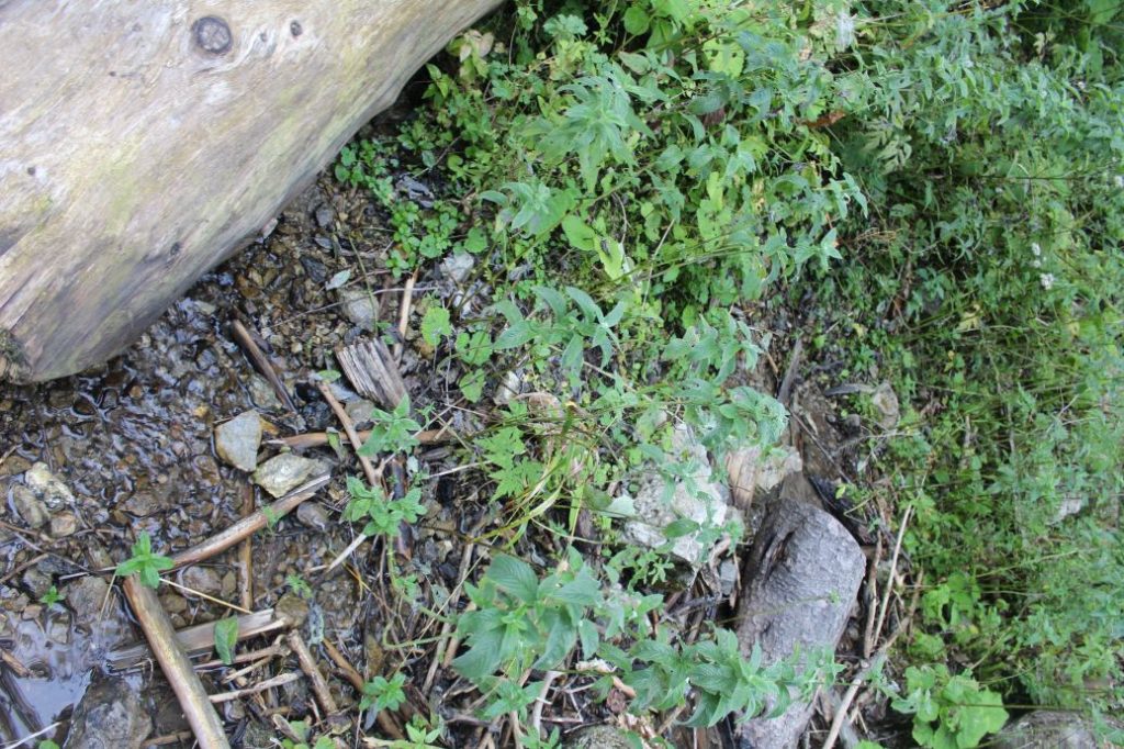 Prameň v Sliačskej doline 1, Liptovské Sliače - Stredný 02 Prameň v Sliačskej doline 1, Liptovské Sliače - Stredný 02