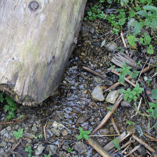 Spring in the Sliačska Valley 1, Liptovské Sliače – Stredný