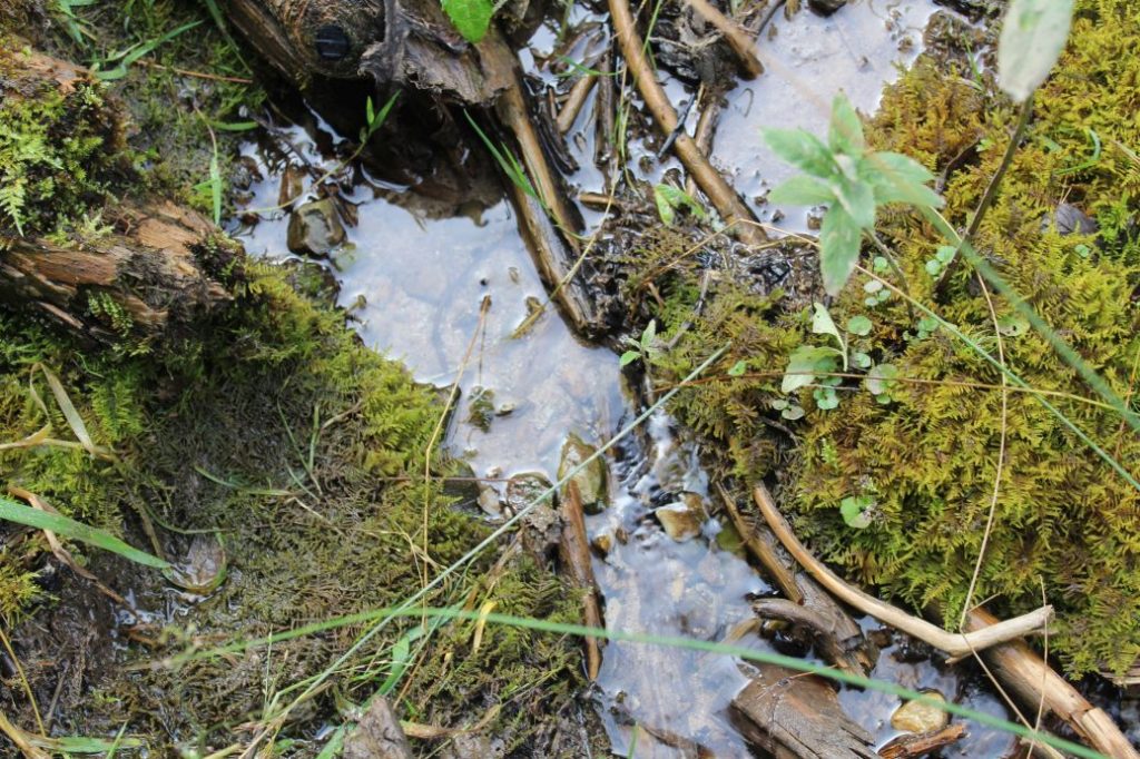 Prameň v Sliačskej doline 2, Liptovské Sliače - Stredný 01 Prameň v Sliačskej doline 2, Liptovské Sliače - Stredný 01