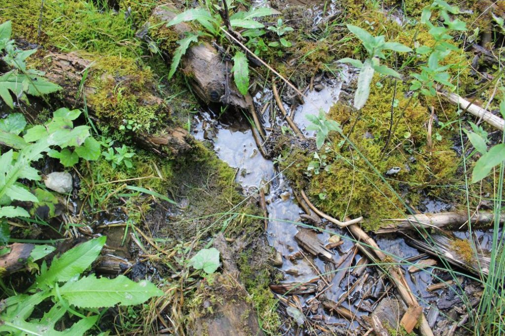 Prameň v Sliačskej doline 2, Liptovské Sliače - Stredný 02 Prameň v Sliačskej doline 2, Liptovské Sliače - Stredný 02