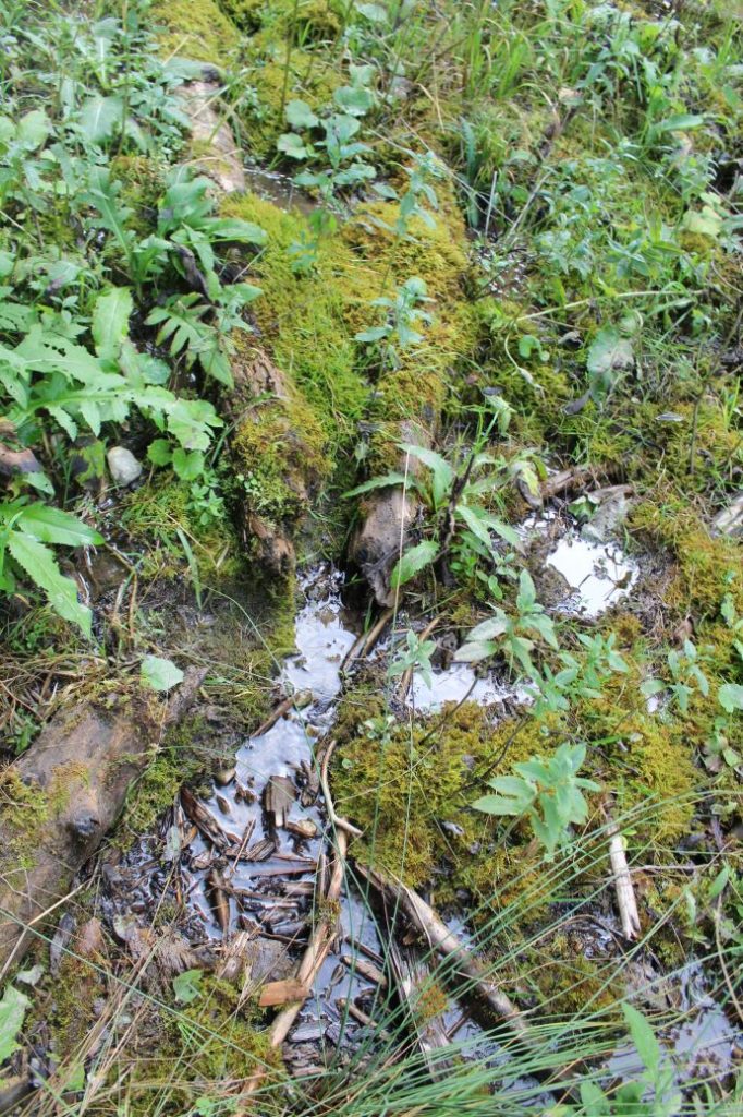 Prameň v Sliačskej doline 2, Liptovské Sliače - Stredný 03 Prameň v Sliačskej doline 2, Liptovské Sliače - Stredný 03