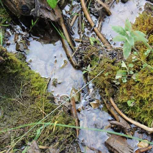 Spring in the Sliačska Valley 2, Liptovské Sliače – Stredný