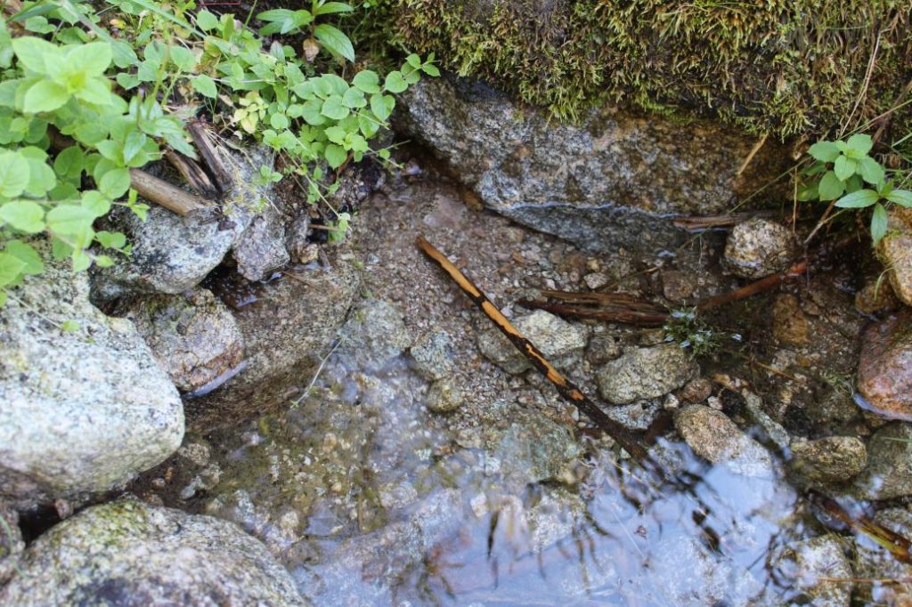 Premeň Štítová, Liptovská Lúžna 02 Premeň Štítová, Liptovská Lúžna 02