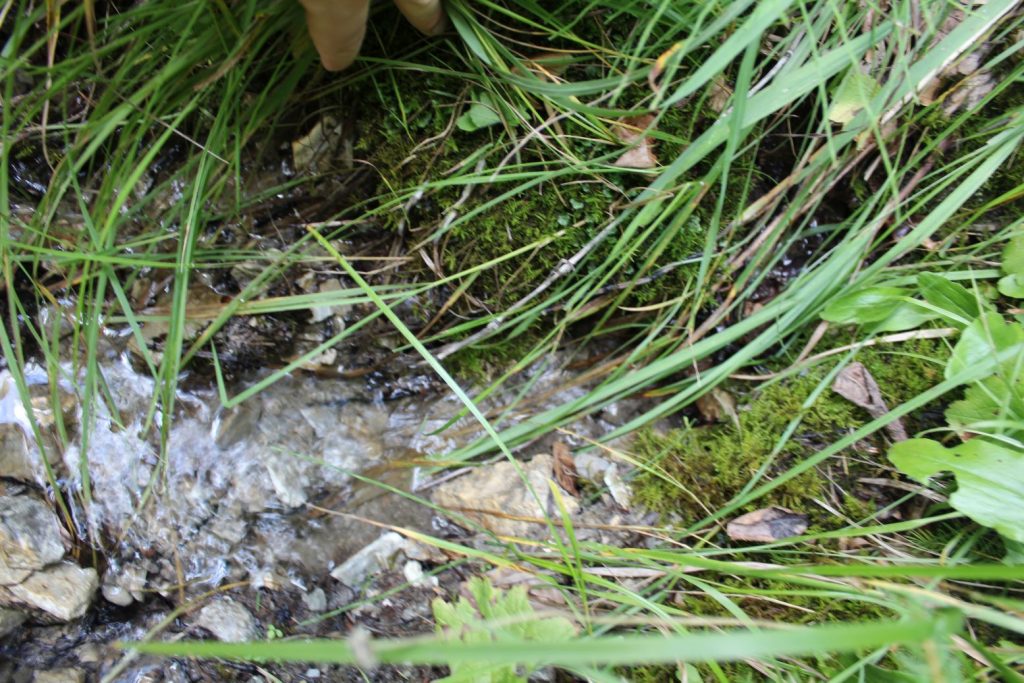 Prameň Žimerovho potoka, Lúčky 01