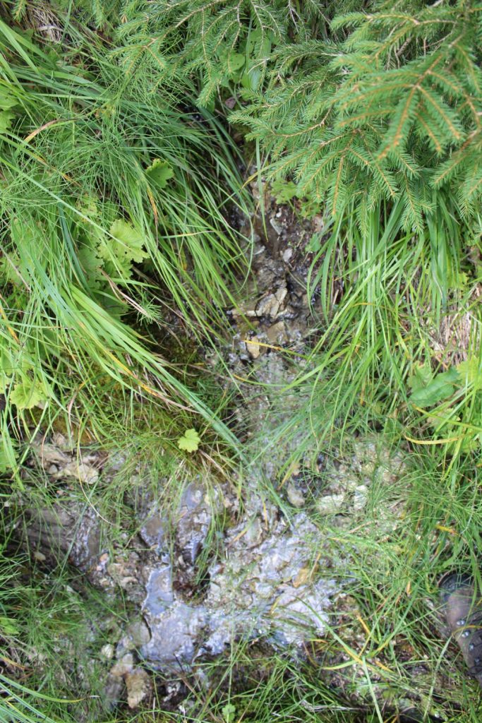 Prameň Žimerovho potoka, Lúčky 02