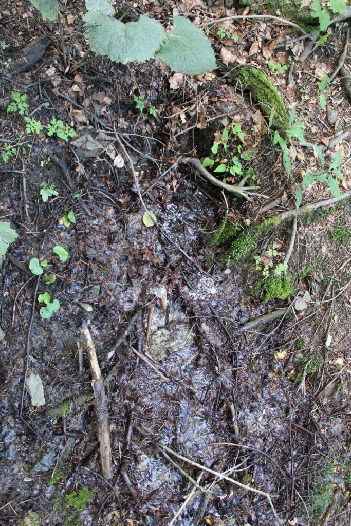 Prameň Žimerovho potoka pri chodníku, Lúčky 01 Prameň Žimerovho potoka pri chodníku, Lúčky 01