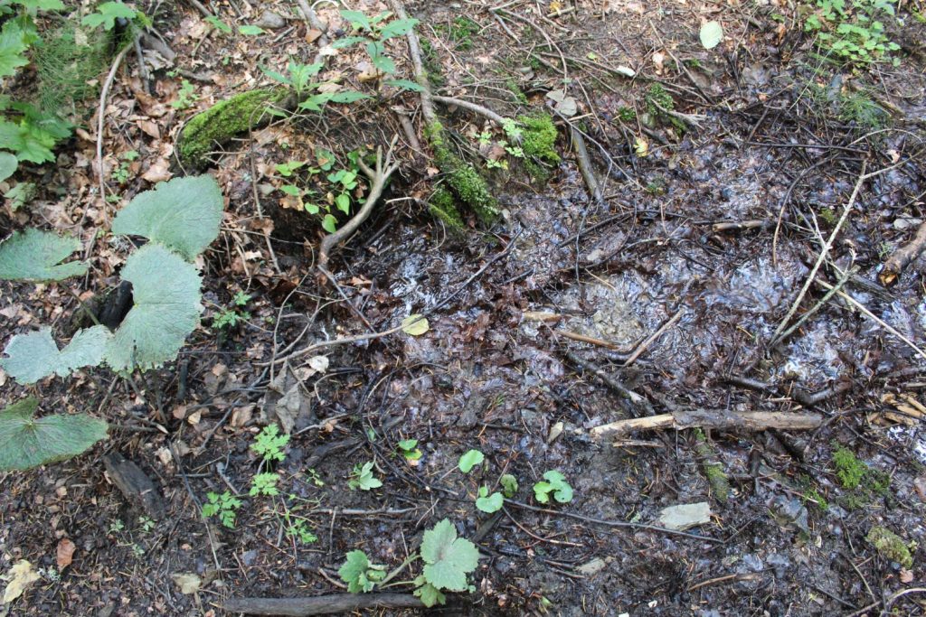 Prameň Žimerovho potoka pri chodníku, Lúčky 03 Prameň Žimerovho potoka pri chodníku, Lúčky 03