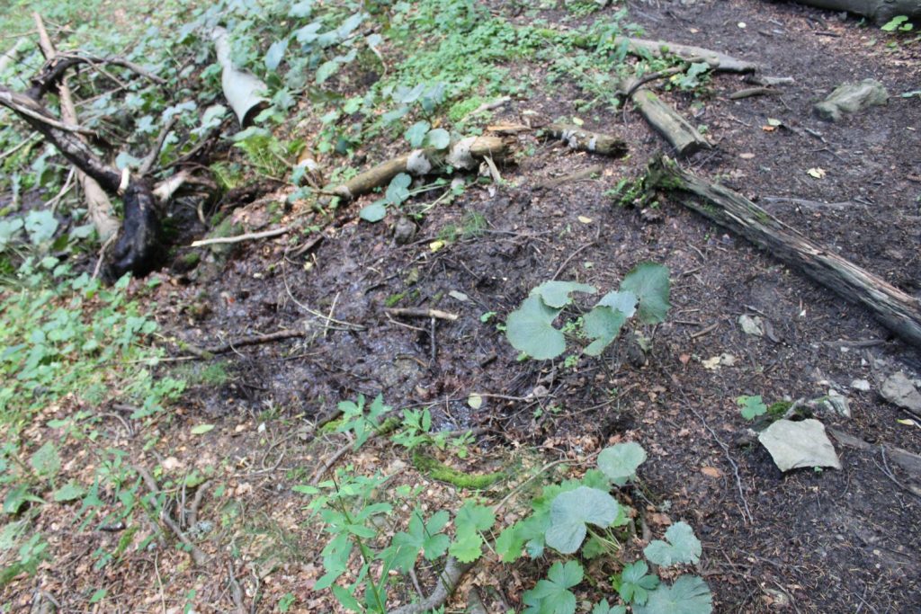 Prameň Žimerovho potoka pri chodníku, Lúčky 04 Prameň Žimerovho potoka pri chodníku, Lúčky 04