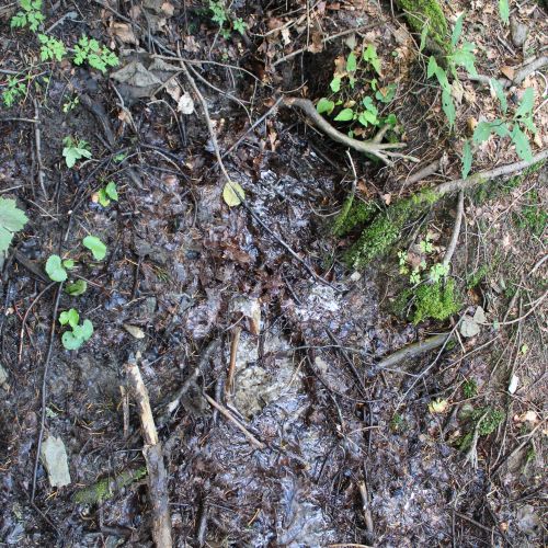 Spring of the Žimerový creek, by a trail, Lúčky