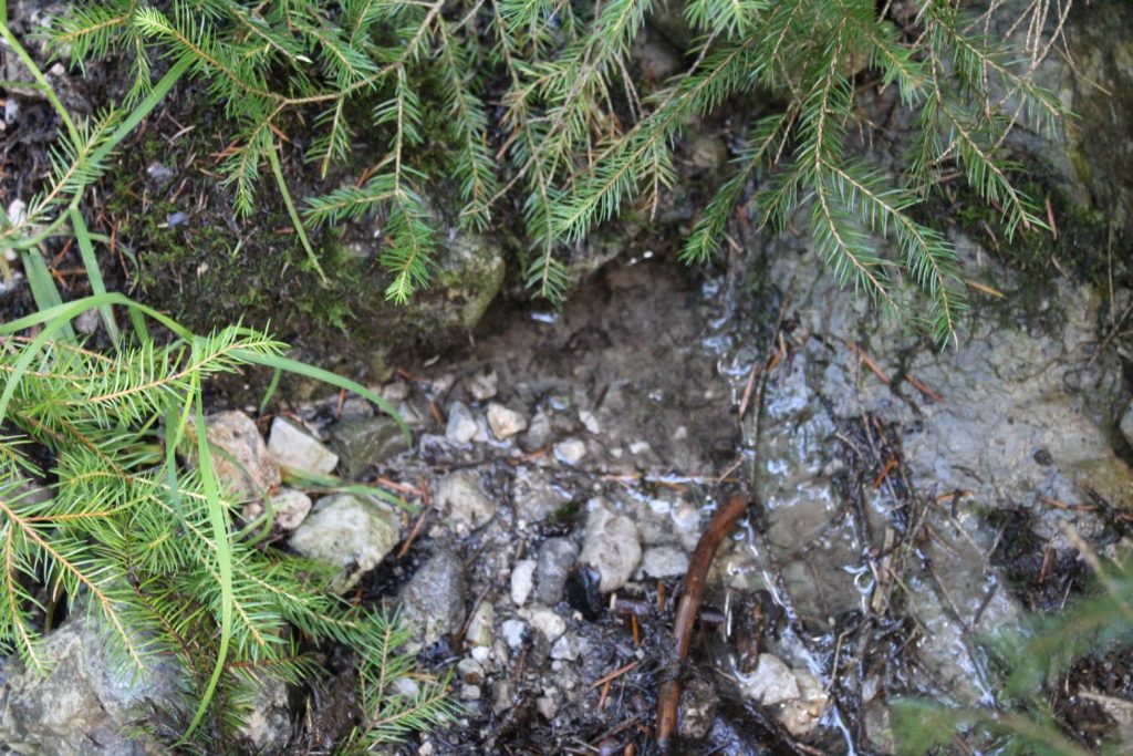 Prameň na chodníku pod Šťukovkou, Valaská Dubová 01 Prameň na chodníku pod Šťukovkou, Valaská Dubová 01
