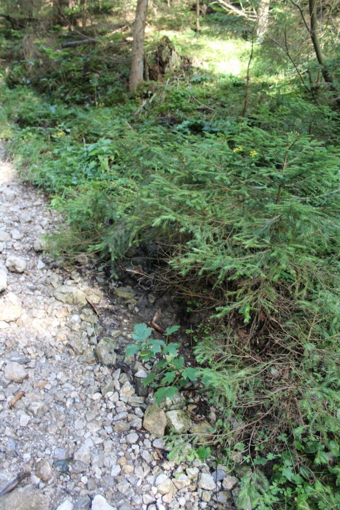 Prameň na chodníku pod Šťukovkou, Valaská Dubová 03 Prameň na chodníku pod Šťukovkou, Valaská Dubová 03