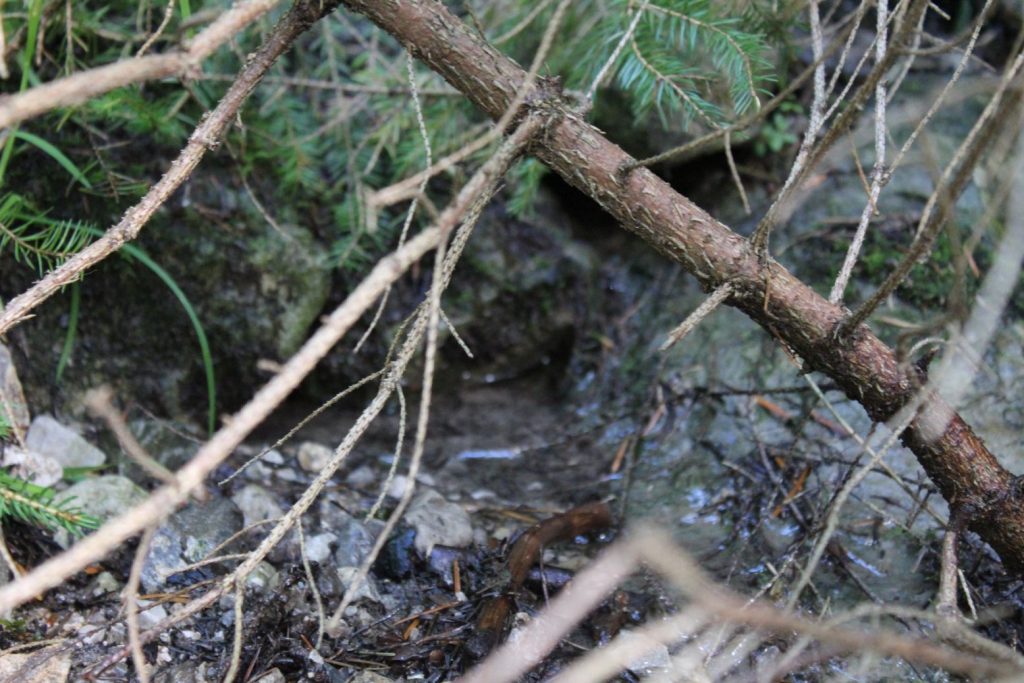 Prameň na chodníku pod Šťukovkou, Valaská Dubová 04 Prameň na chodníku pod Šťukovkou, Valaská Dubová 04