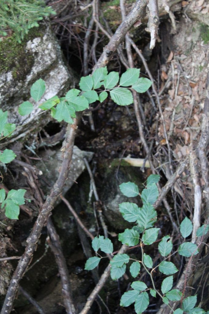 Prameň Budkovica veľký, Černová 02