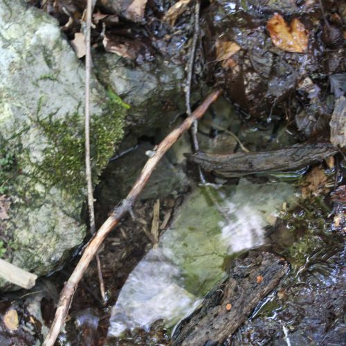 Spring Dunaj (Danube), Ružomberok – Biely Potok