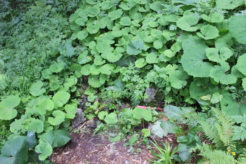 Prameň Matejkovského potoka, Ružomberok 04