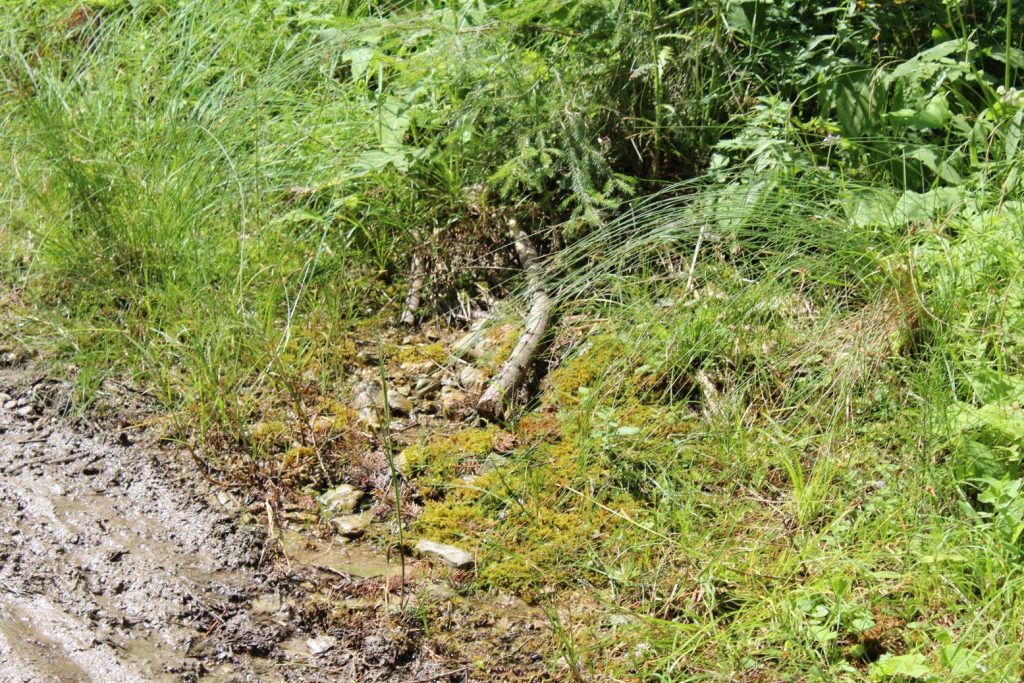 Prameň nad pamätníkom SNP v Ludrovskej doline 05 Prameň nad pamätníkom SNP v Ludrovskej doline 05