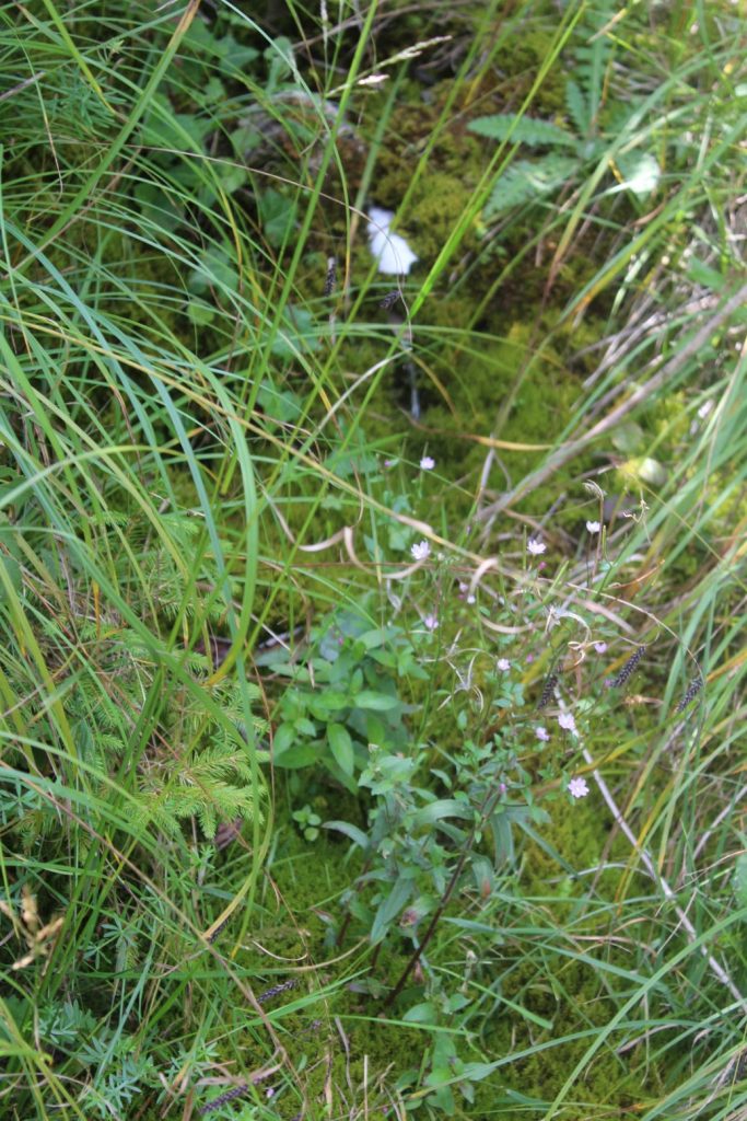 Prameň pod Jánošíkovou skalou dolný, Ludrovská dolina 04 Prameň pod Jánošíkovou skalou dolný, Ludrovská dolina 04