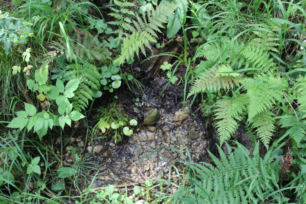 Prameň pod Jánošíkovou skalou horný, Ludrovská dolina 01 Prameň pod Jánošíkovou skalou horný, Ludrovská dolina 01