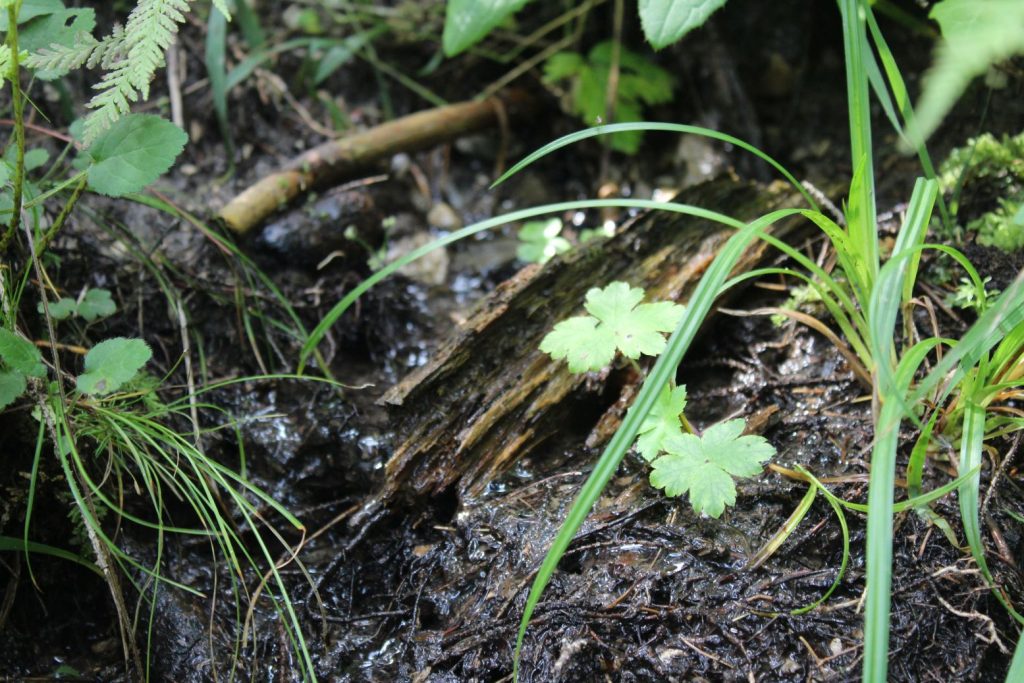 Prameň pod Jánošíkovou skalou horný, Ludrovská dolina 02 Prameň pod Jánošíkovou skalou horný, Ludrovská dolina 02