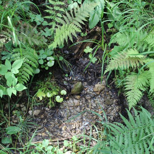 Spring below rock Jánošíkova Skala, the top one, Ludrovská Valley