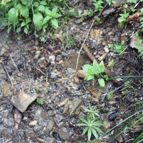 Spring below Predný Šiprúň (Front Šiprúň) 1, Ružomberok